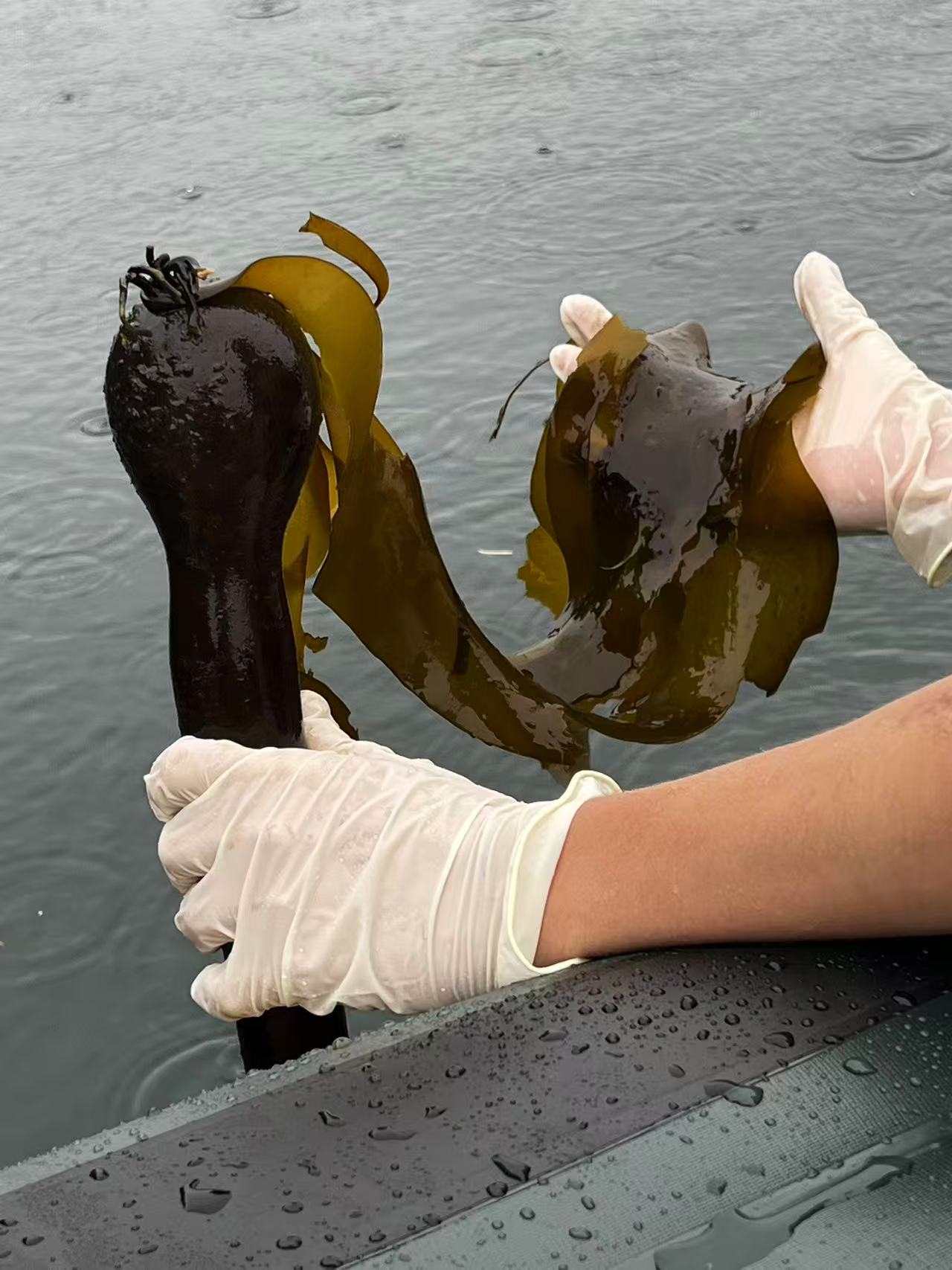 Capturing state of the coastline before collecting kelp samples.