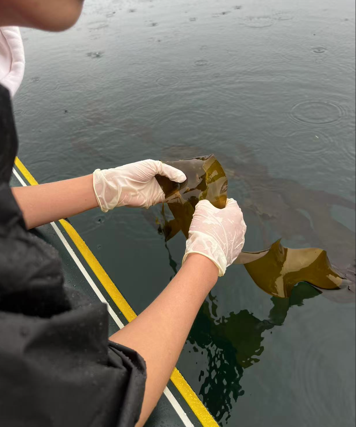 ReKelp project in the field