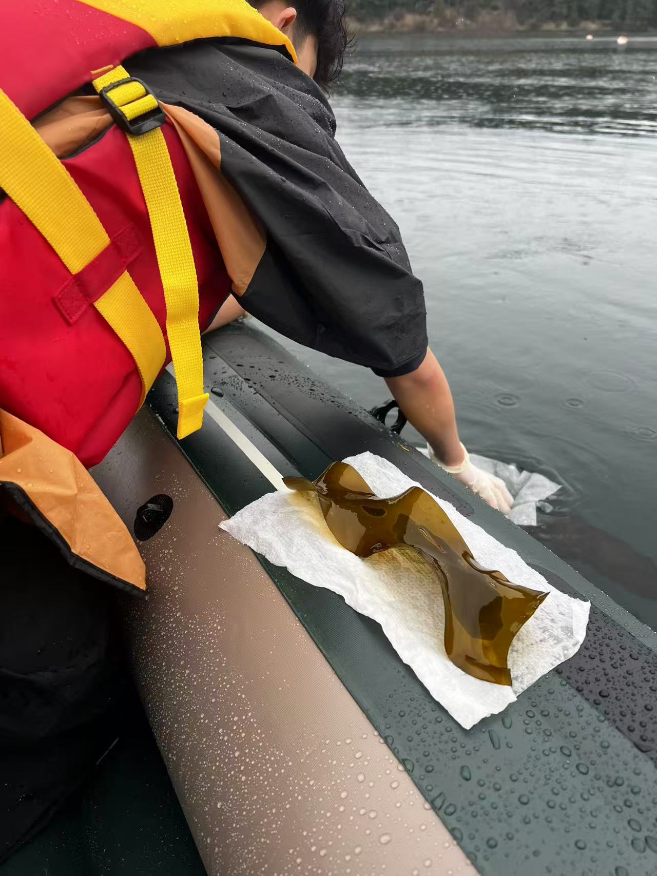 Preparing kelp tissue/spores in damp paper towels for transport.